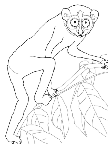 Slender Loris Coloring Page